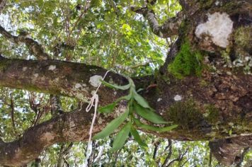 Orquídeas são fixadas em árvores da Prala Prefeito Mário Zucato