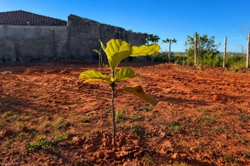Monte Sião amplia áreas verdes com plantio de mais de 100 mudas