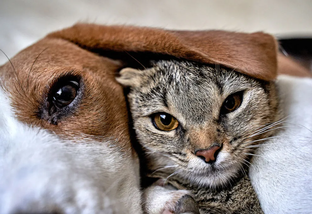 Campanha de vacinação polivalente para cães e gatos será realizada em Monte Sião