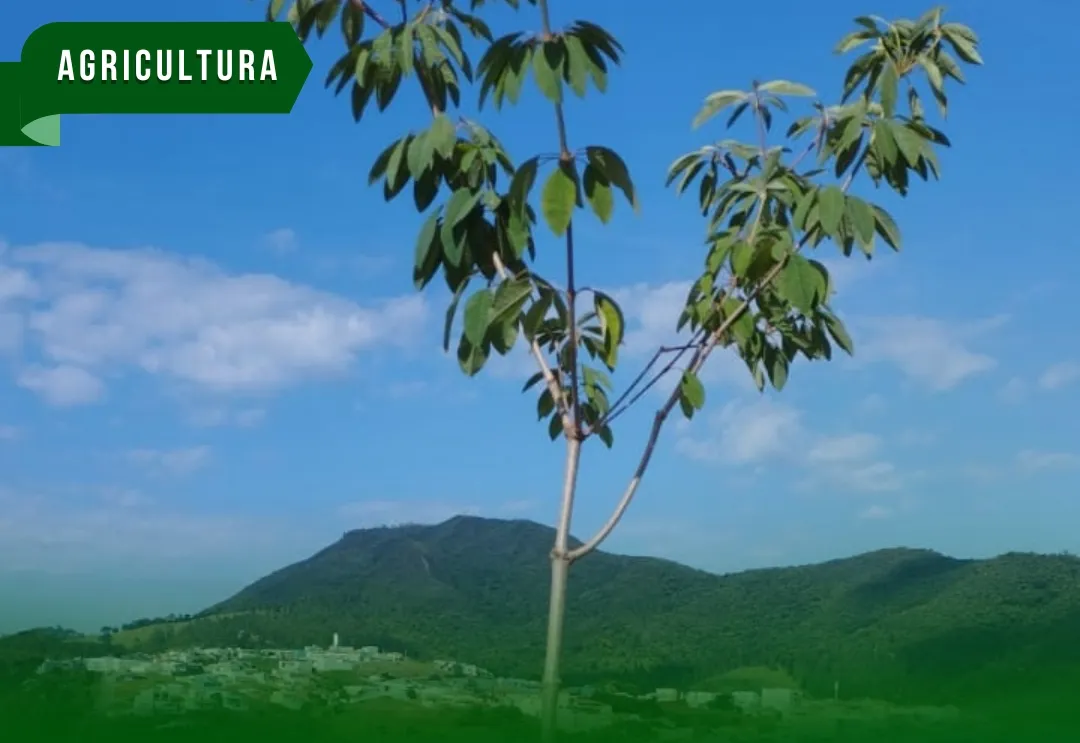 Secretaria de Agricultura e Meio Ambiente inicia plantio de novas mudas de árvores na cidade