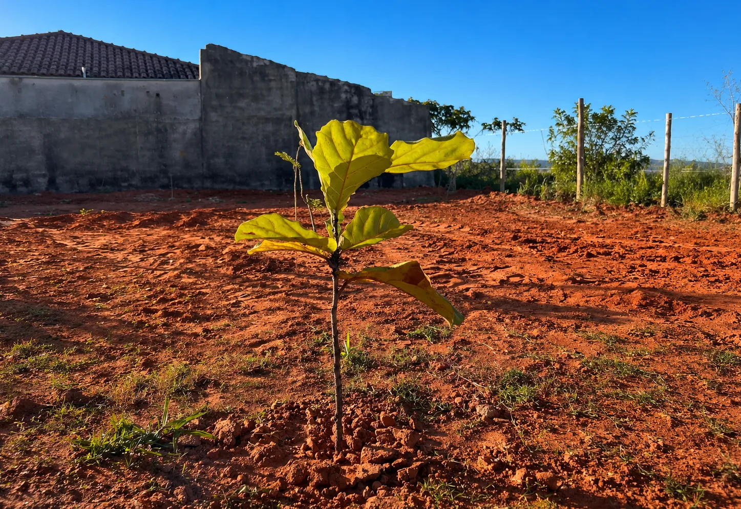 Monte Sião amplia áreas verdes com plantio de mais de 100 mudas